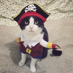 Katze Cosplay Kostüm...