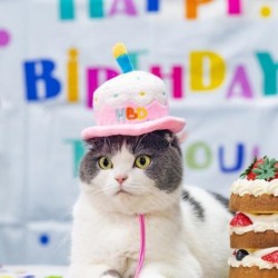 Katze Geburtstag Hut...